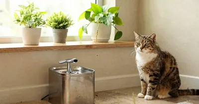 Keep Your Pet's Air Fresh Without Fussing
