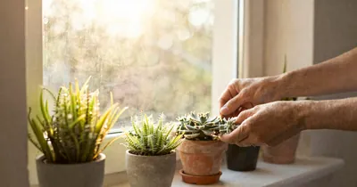 Natural Light and Morning Routine Timing